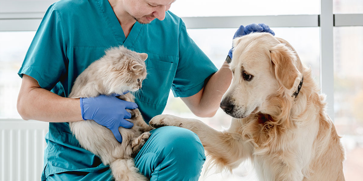 Consulta veterinaria en Cuatro Patas